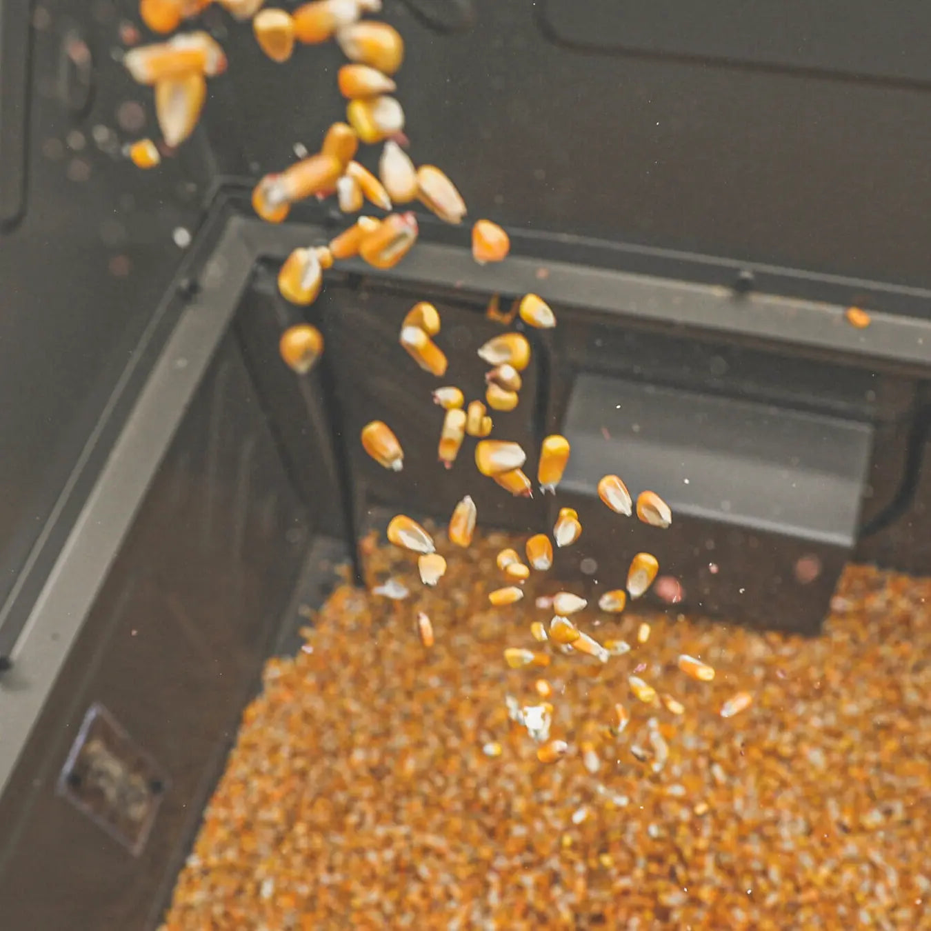 Boss Buck 600lb Stand & Fill Automatic Sled Deer Feeder dispensing corn feed from spinner plate — durable tan feeder with 12-volt timer for consistent feed control.