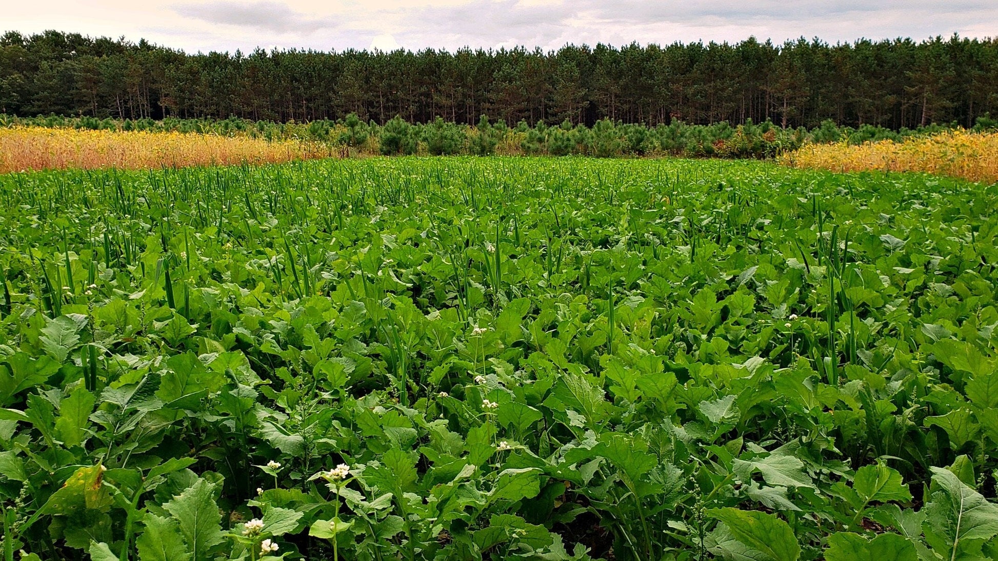 Boss Brew™ Food Plot Seed