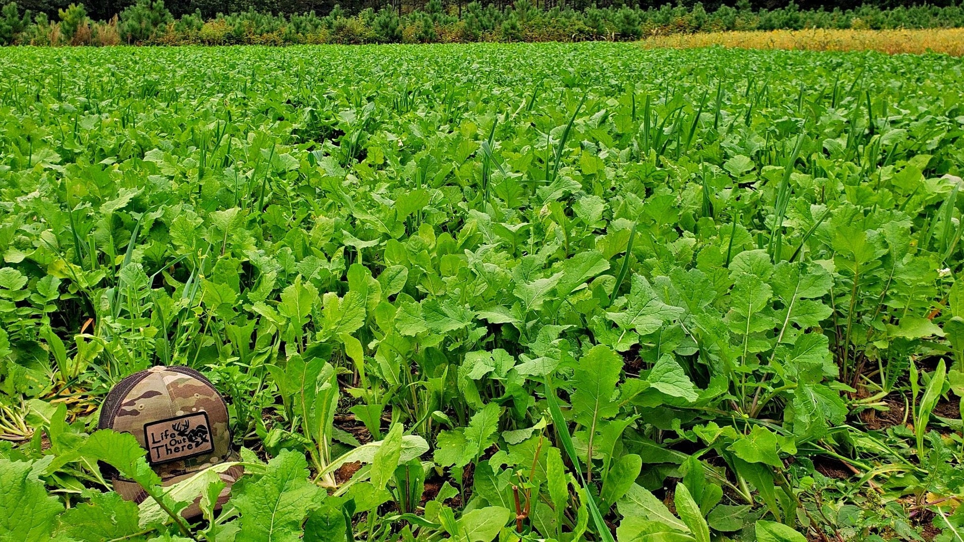 Boss Brew™ Food Plot Seed