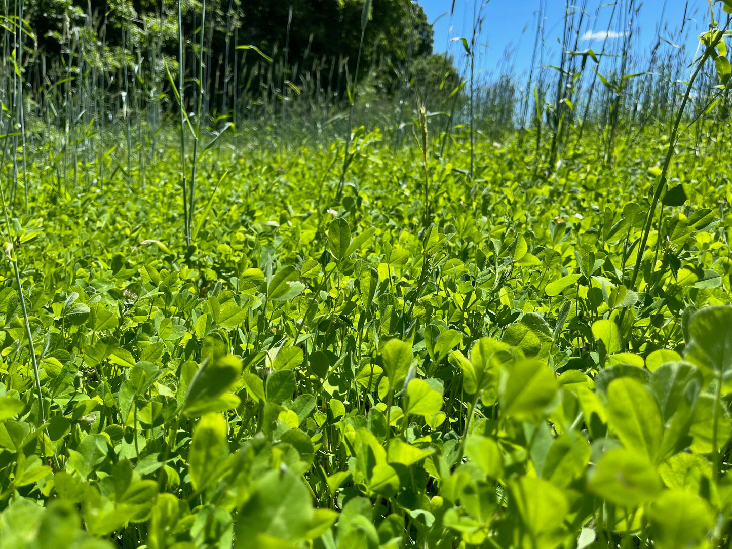 Clutch Clover™ Food Plot Seed
