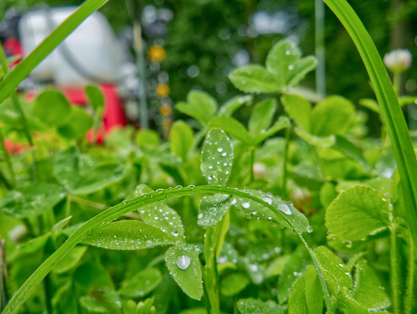 Clutch Clover™ Food Plot Seed