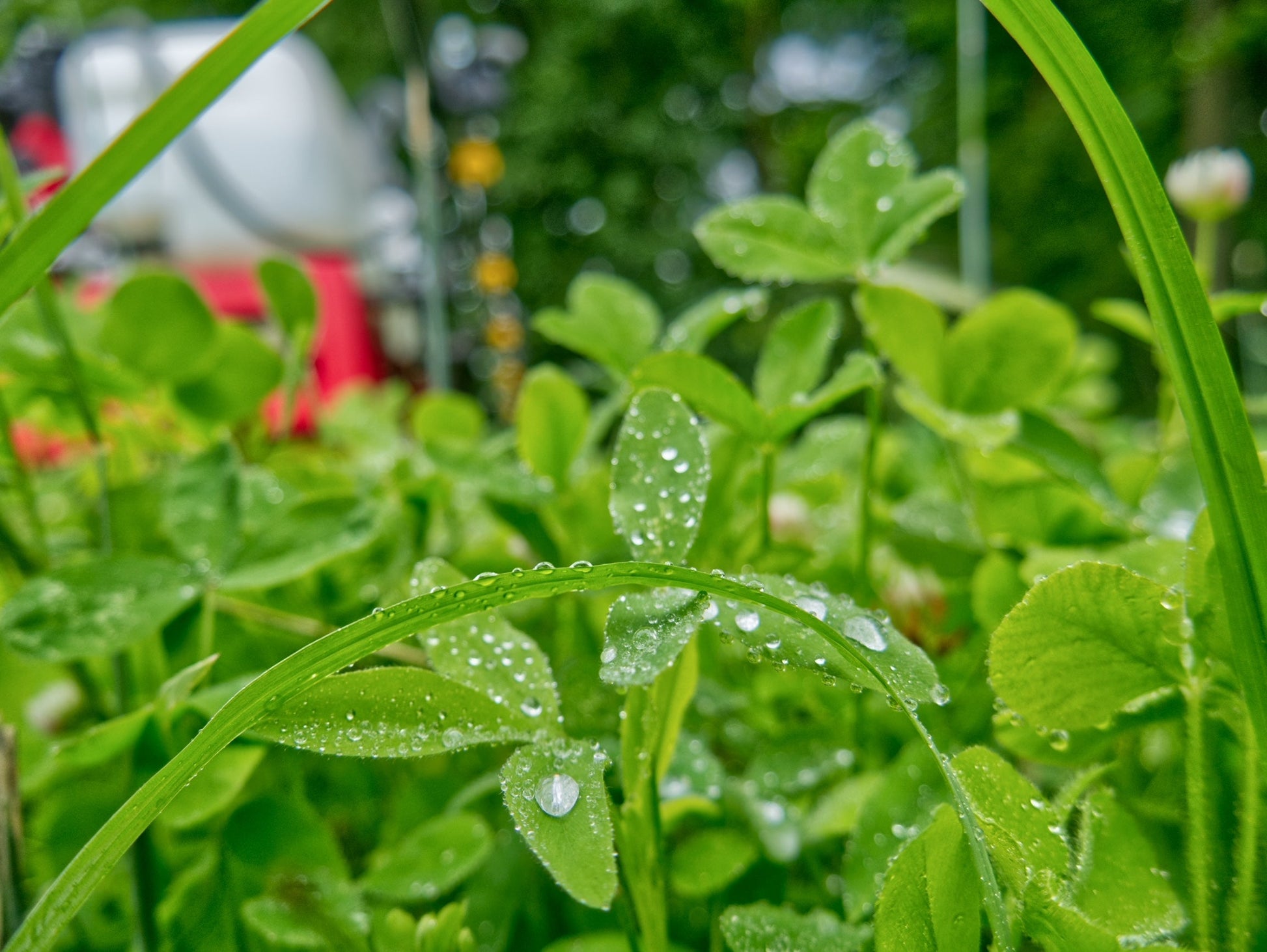 Clutch Clover™ Food Plot Seed