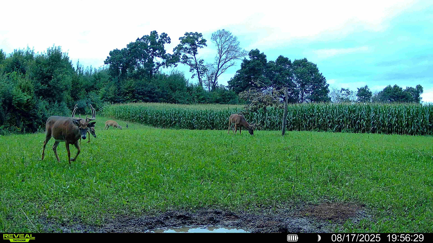 Comeback Kid™ Food Plot Seed