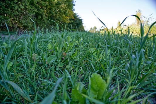 Winter Wheat Food Plot Seed