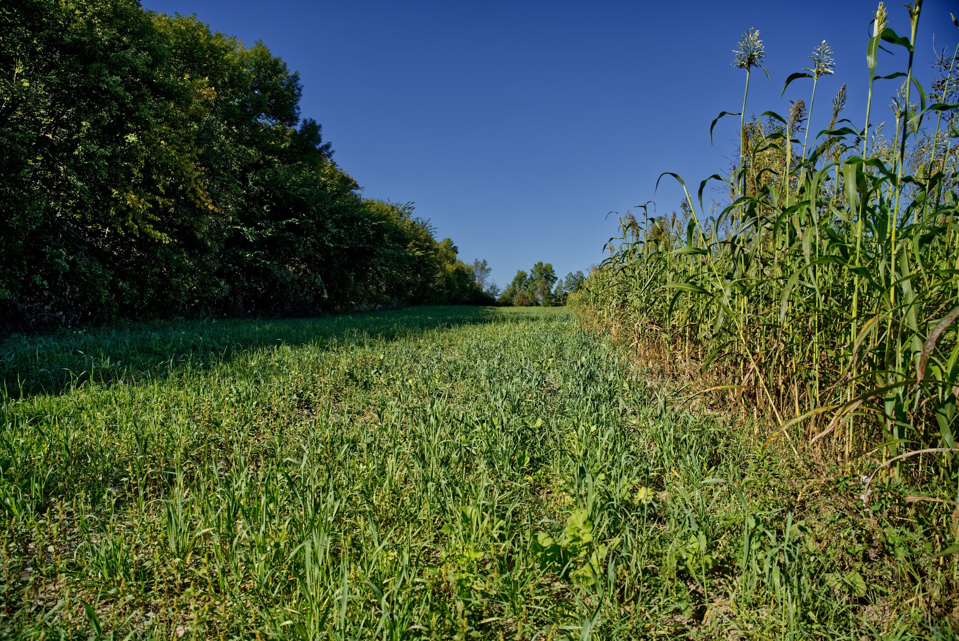 Winter Wheat Food Plot Seed