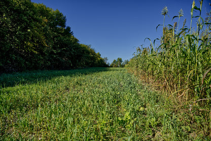Winter Wheat Food Plot Seed