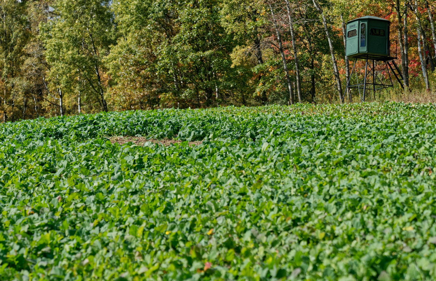 Sugar Momma™ Food Plot Seed