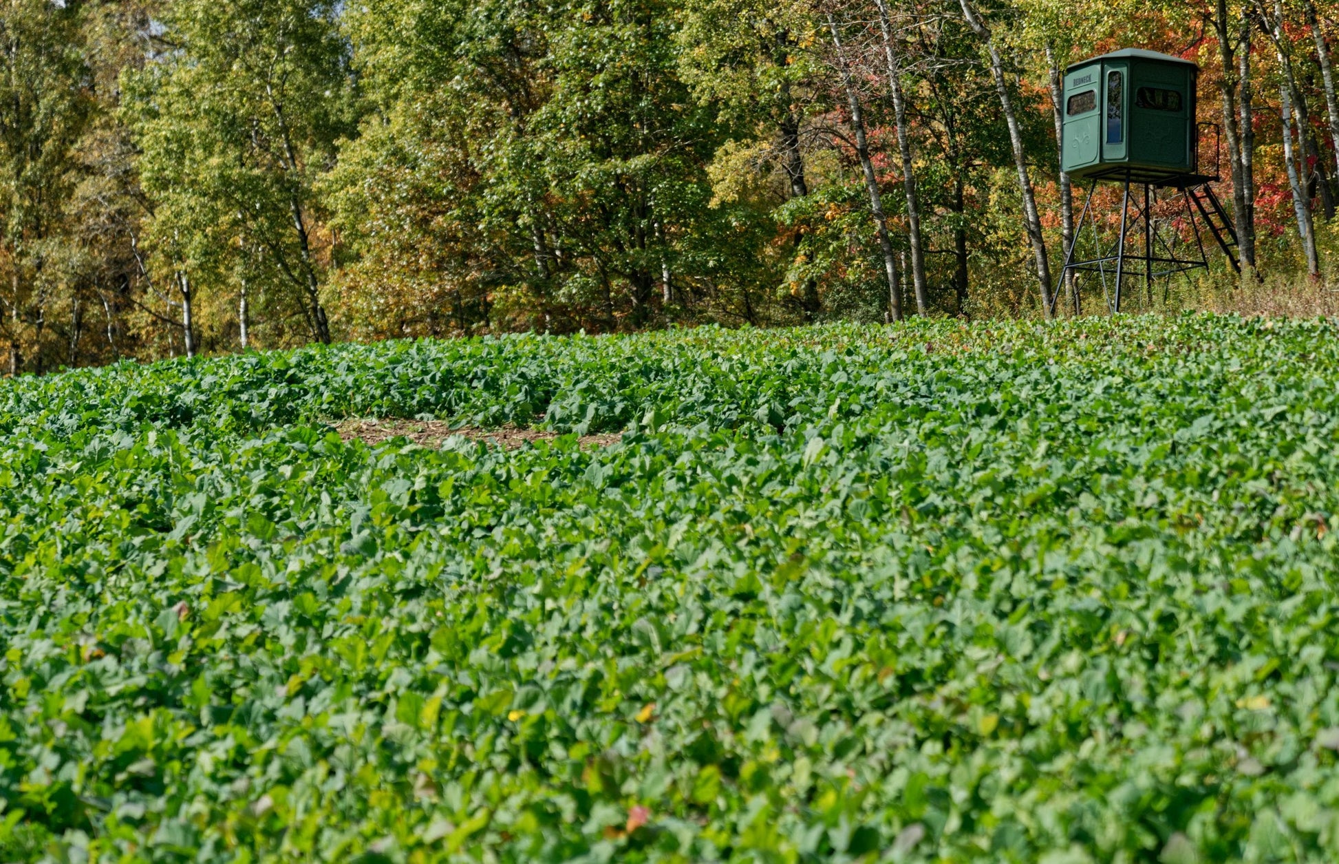Sugar Momma™ Food Plot Seed