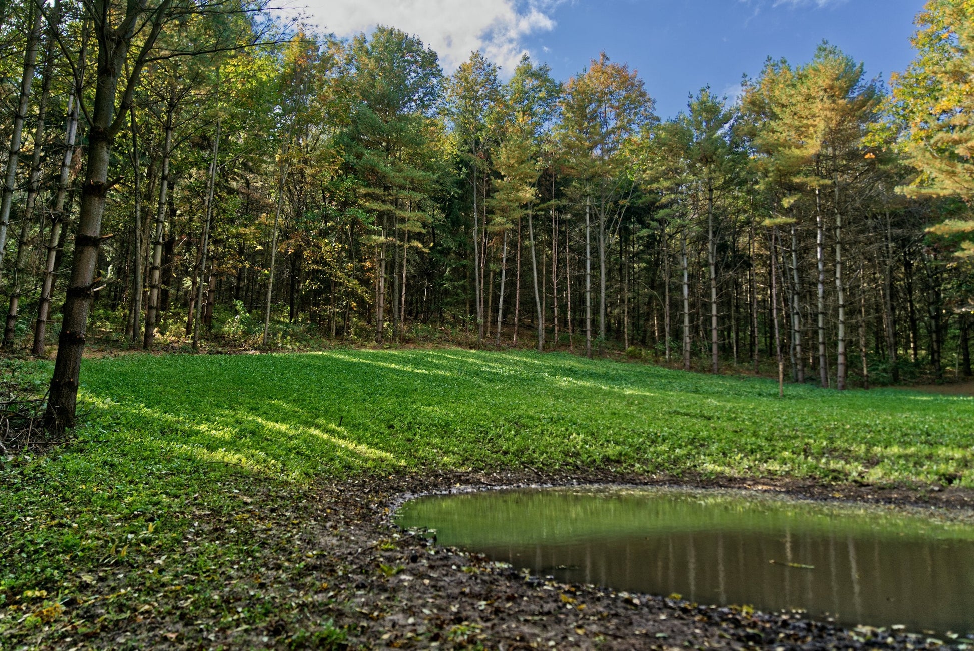 Hot Chic™ Food Plot Seed