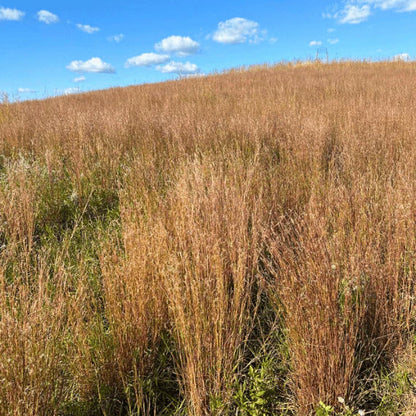 Little Bluestem Habitat Seed