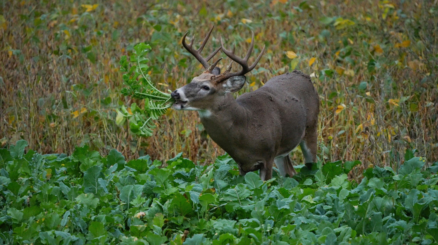 Big Sexy™ Food Plot Seed