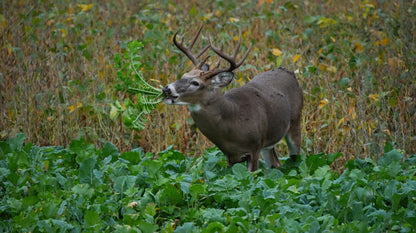 Big Sexy™ Food Plot Seed