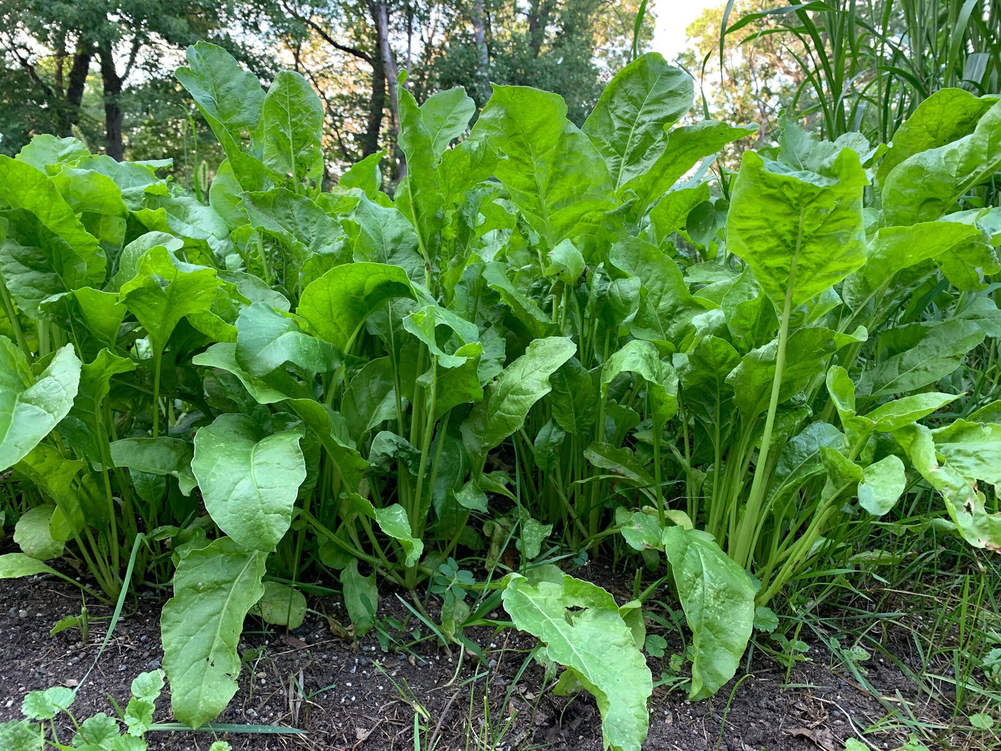 Beet Down™ Food Plot Seed