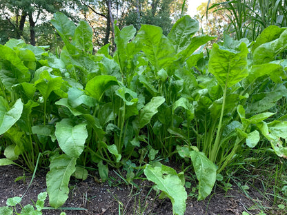 Beet Down™ Food Plot Seed