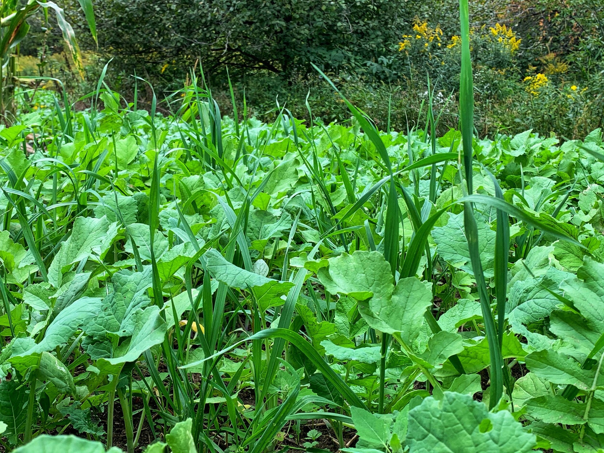 Green Machine™ Food Plot Seed