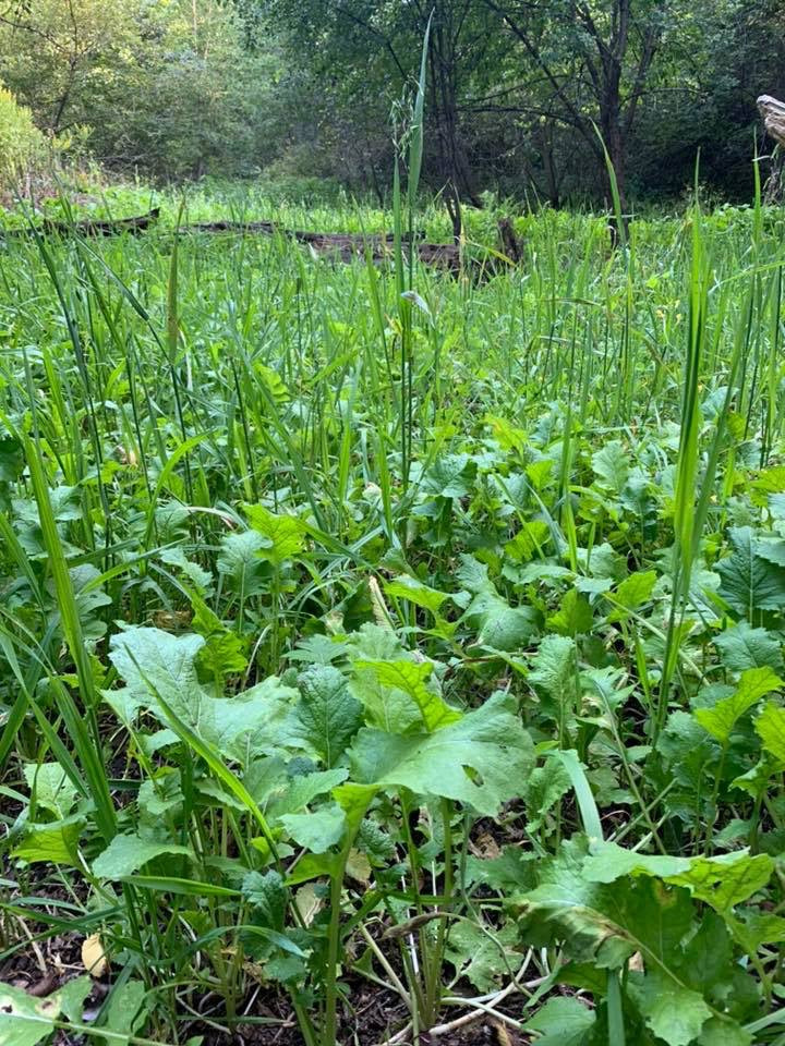 Green Machine™ Food Plot Seed
