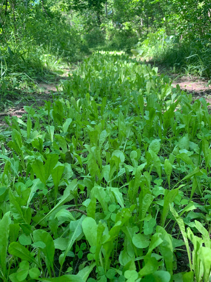 Hot Chic™ Food Plot Seed
