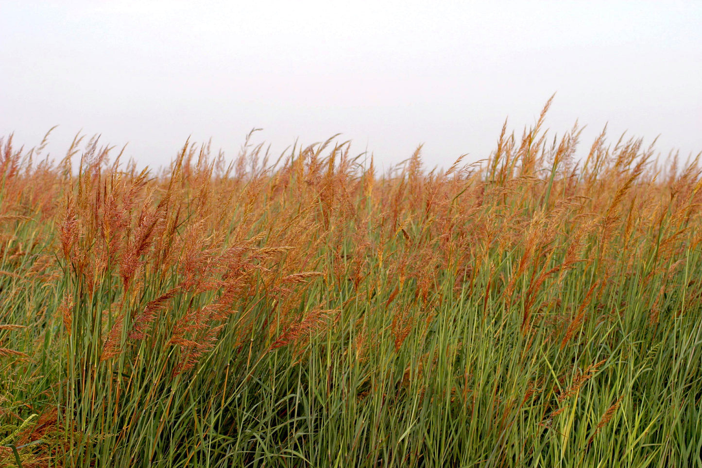 Indiangrass Habitat Seed