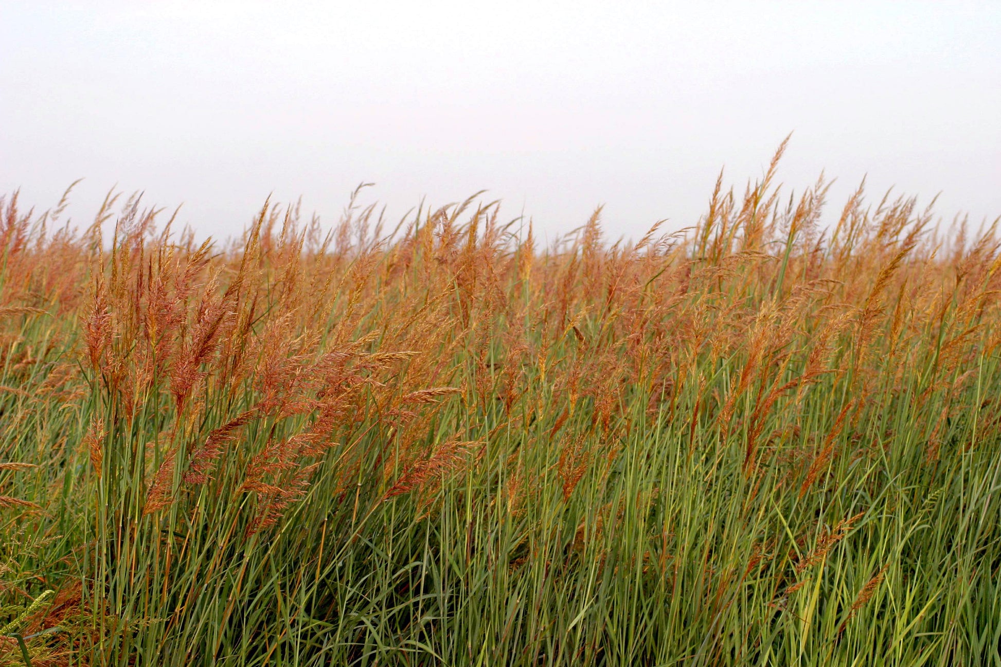 Indiangrass Habitat Seed