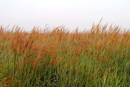 Indiangrass Habitat Seed