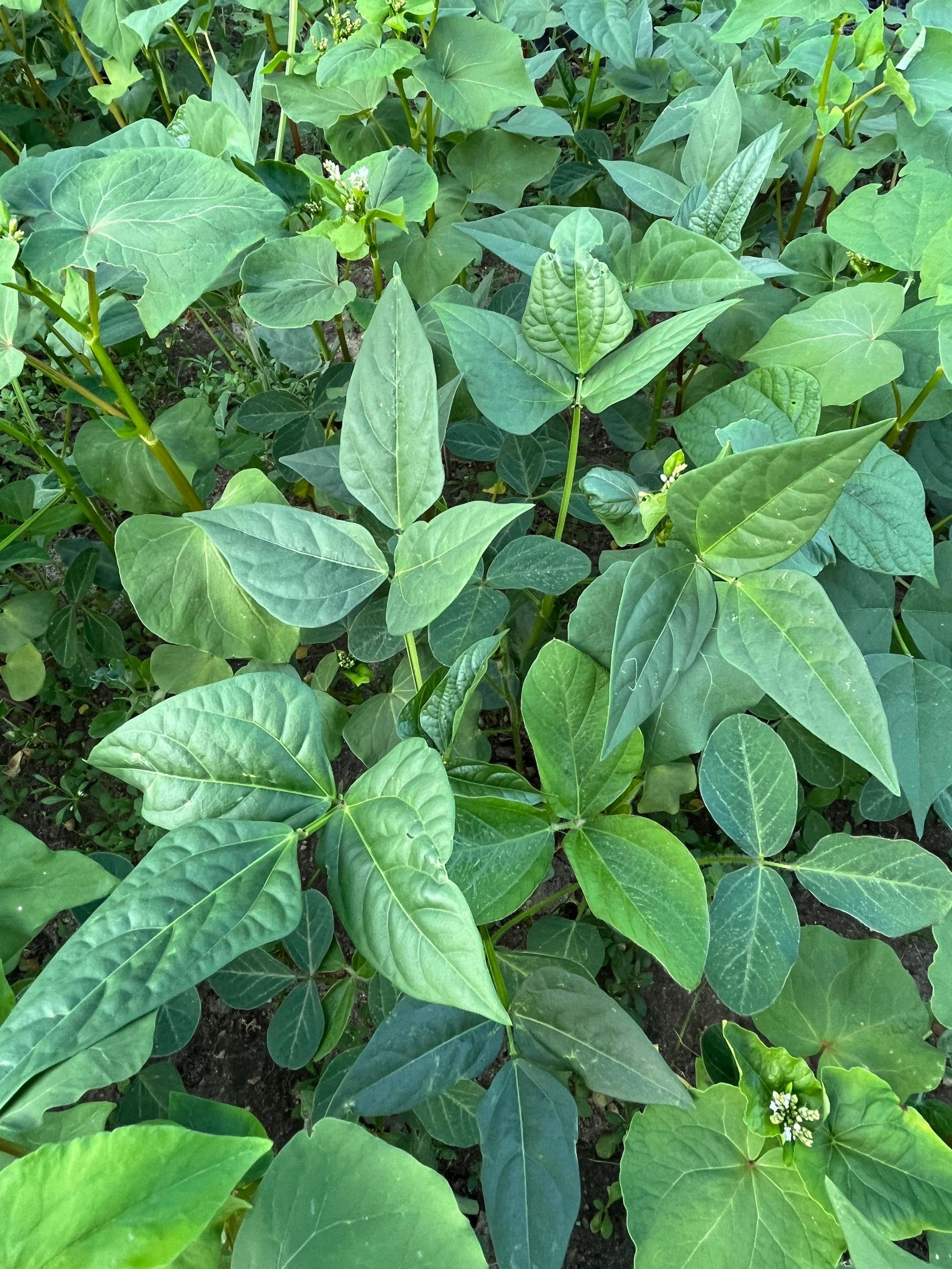 Motherload™ Food Plot Seed