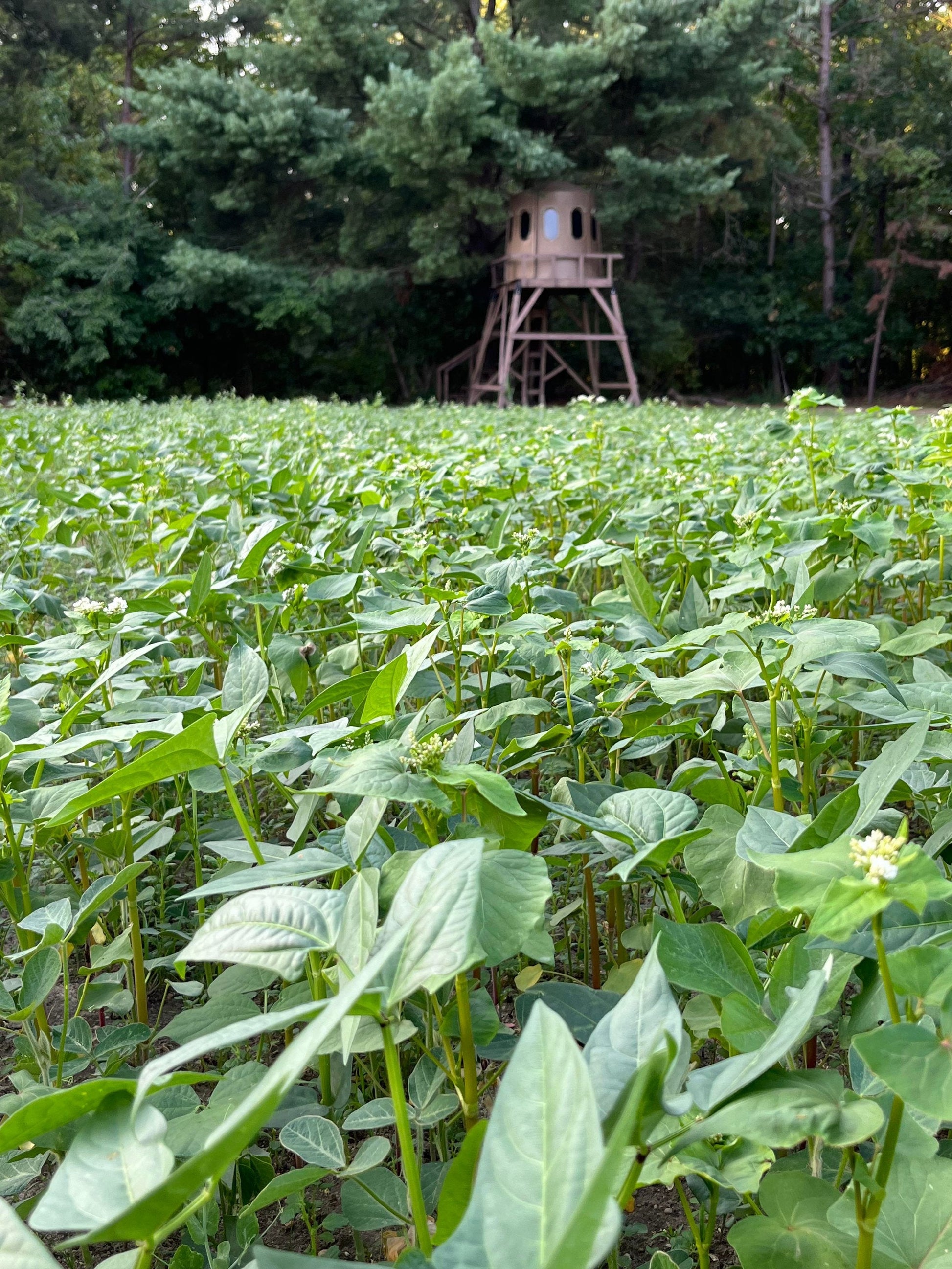 Motherload™ Food Plot Seed
