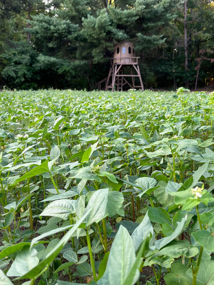 Motherload™ Food Plot Seed