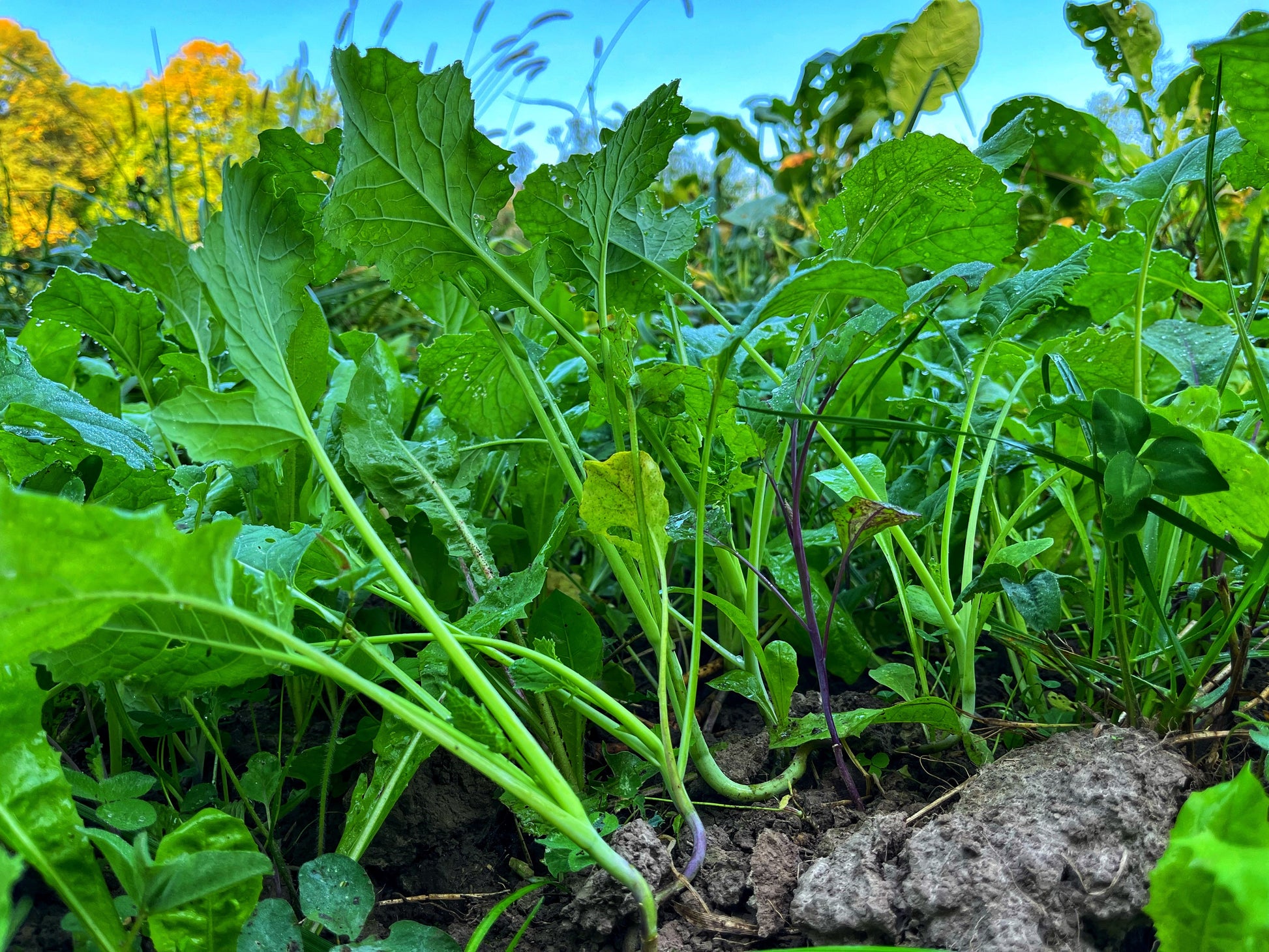 Wingman™ Food Plot Seed
