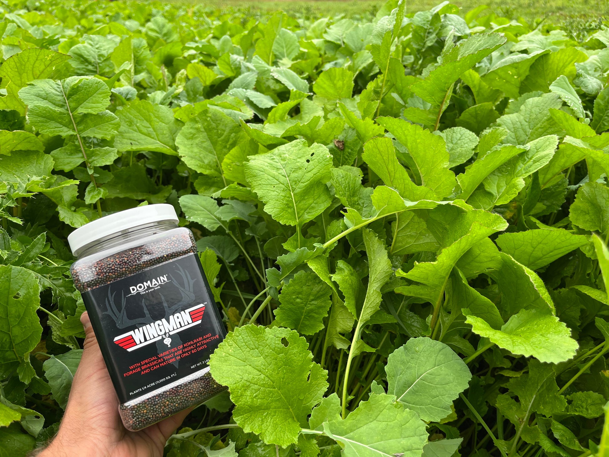 Wingman™ Food Plot Seed