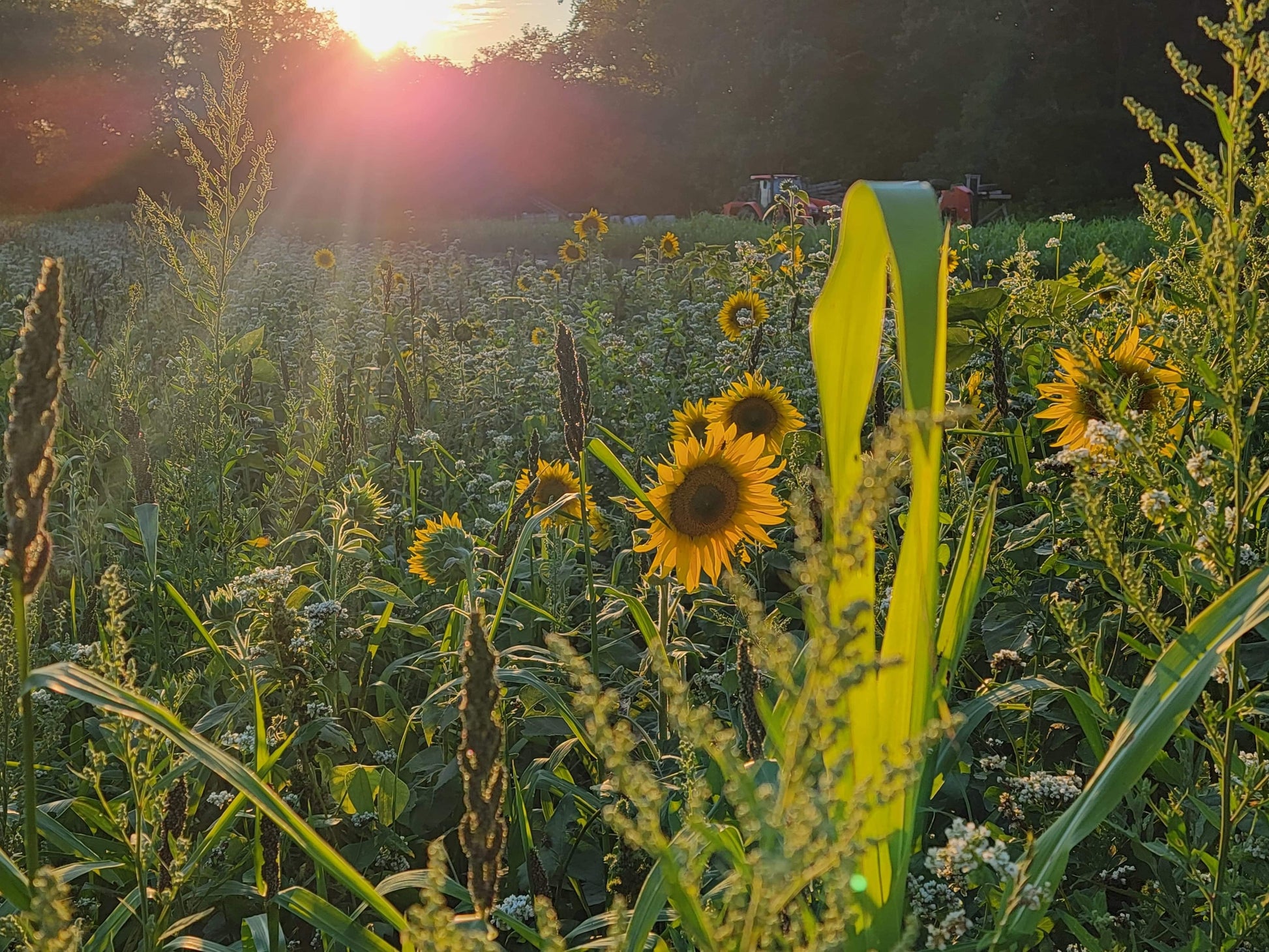 Domain Outdoor Dirty Bird™ Food Plot Seed