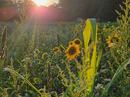 Domain Outdoor Dirty Bird™ Food Plot Seed
