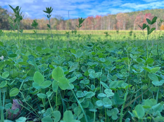 Comeback Kid™ Food Plot Seed