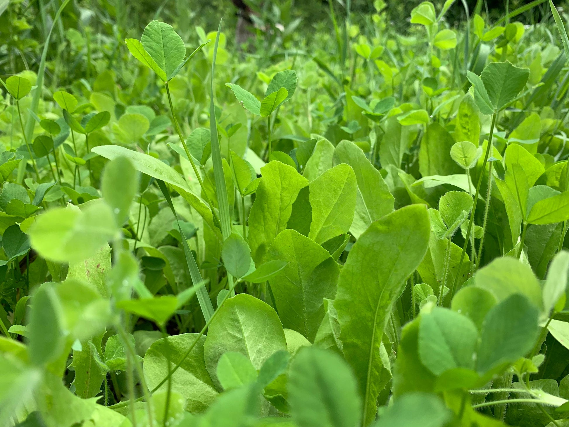 Hot Chic™ Food Plot Seed