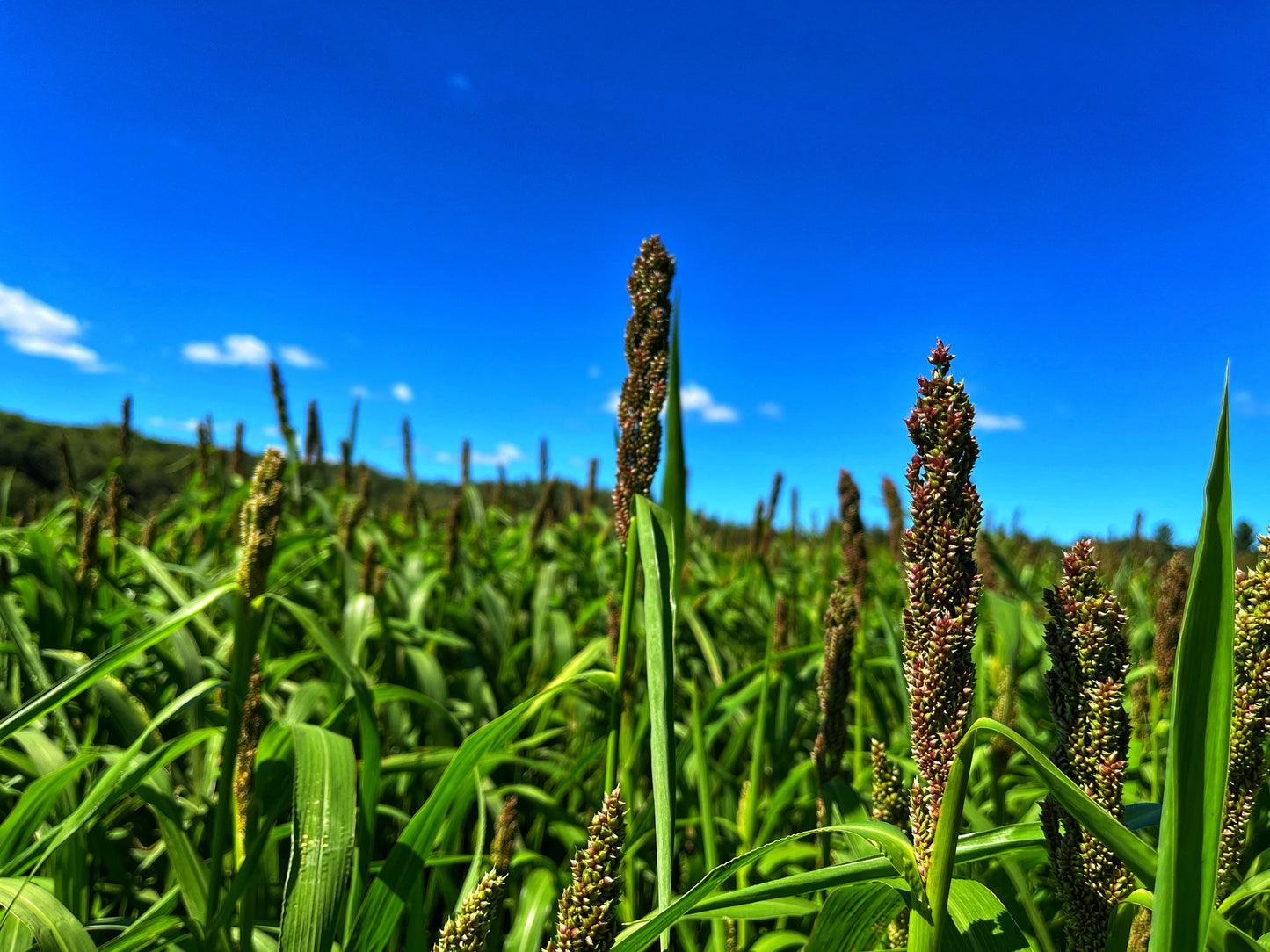 Domain Outdoor Dirty Bird™ Food Plot Seed