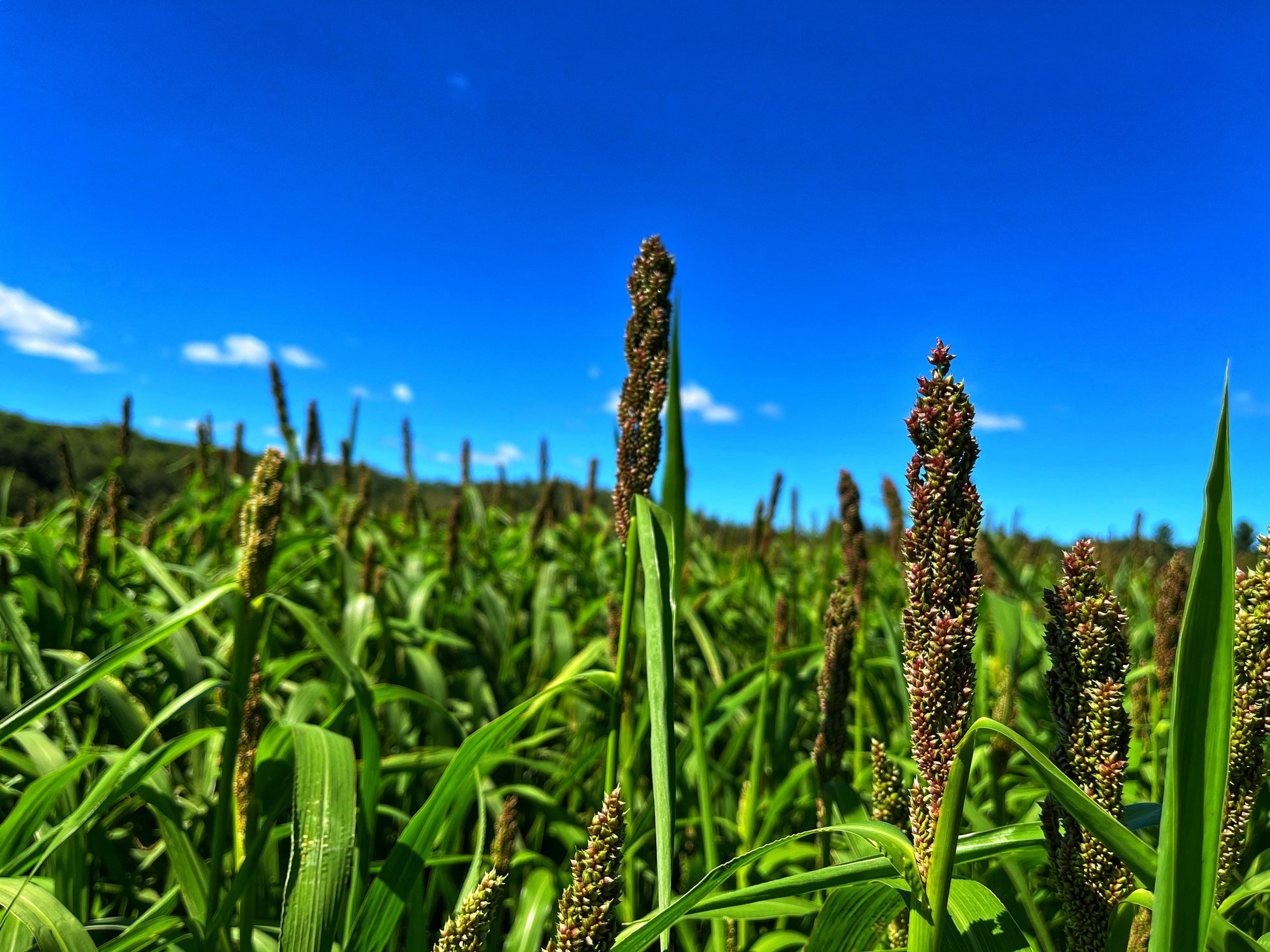 Domain Outdoor Dirty Bird™ Food Plot Seed