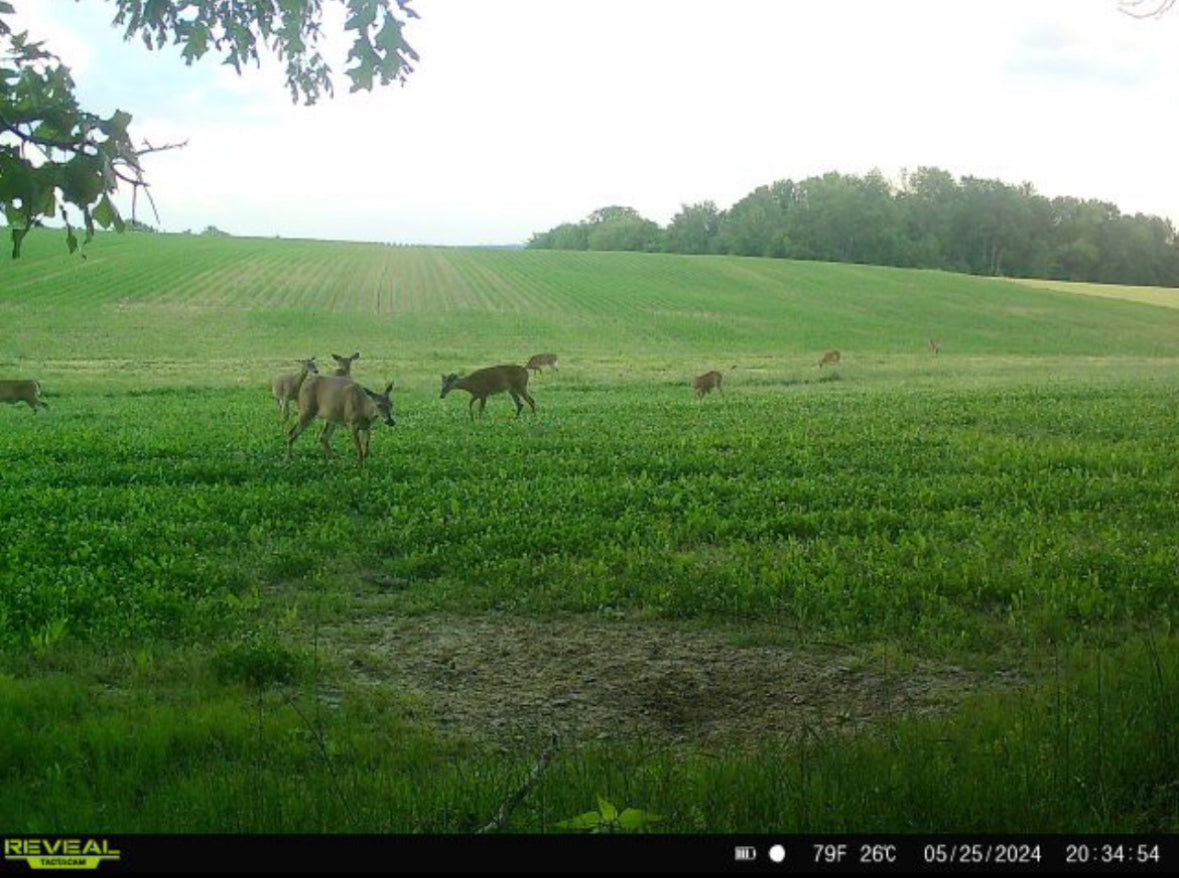 Boss Brew™ Food Plot Seed