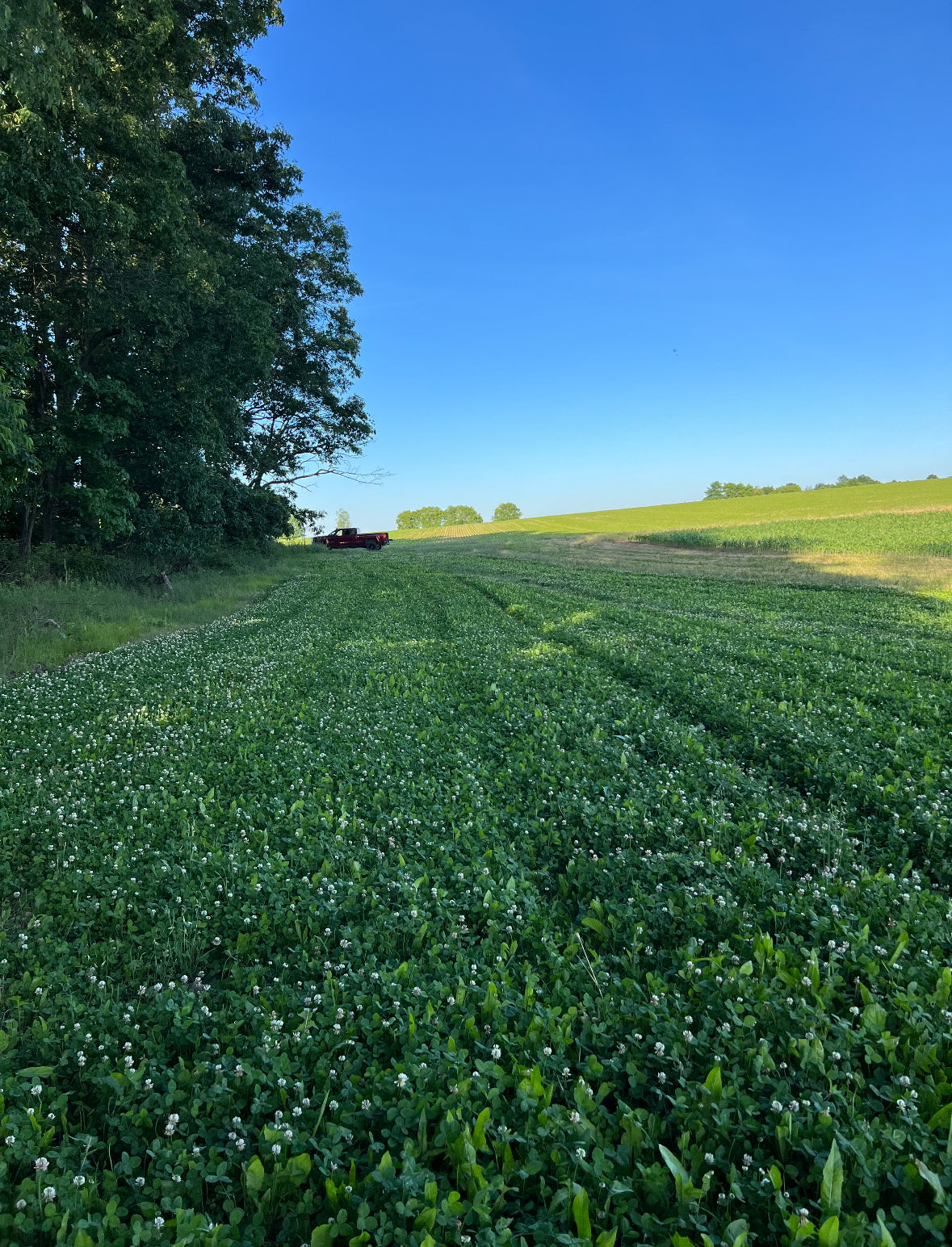Boss Brew™ Food Plot Seed