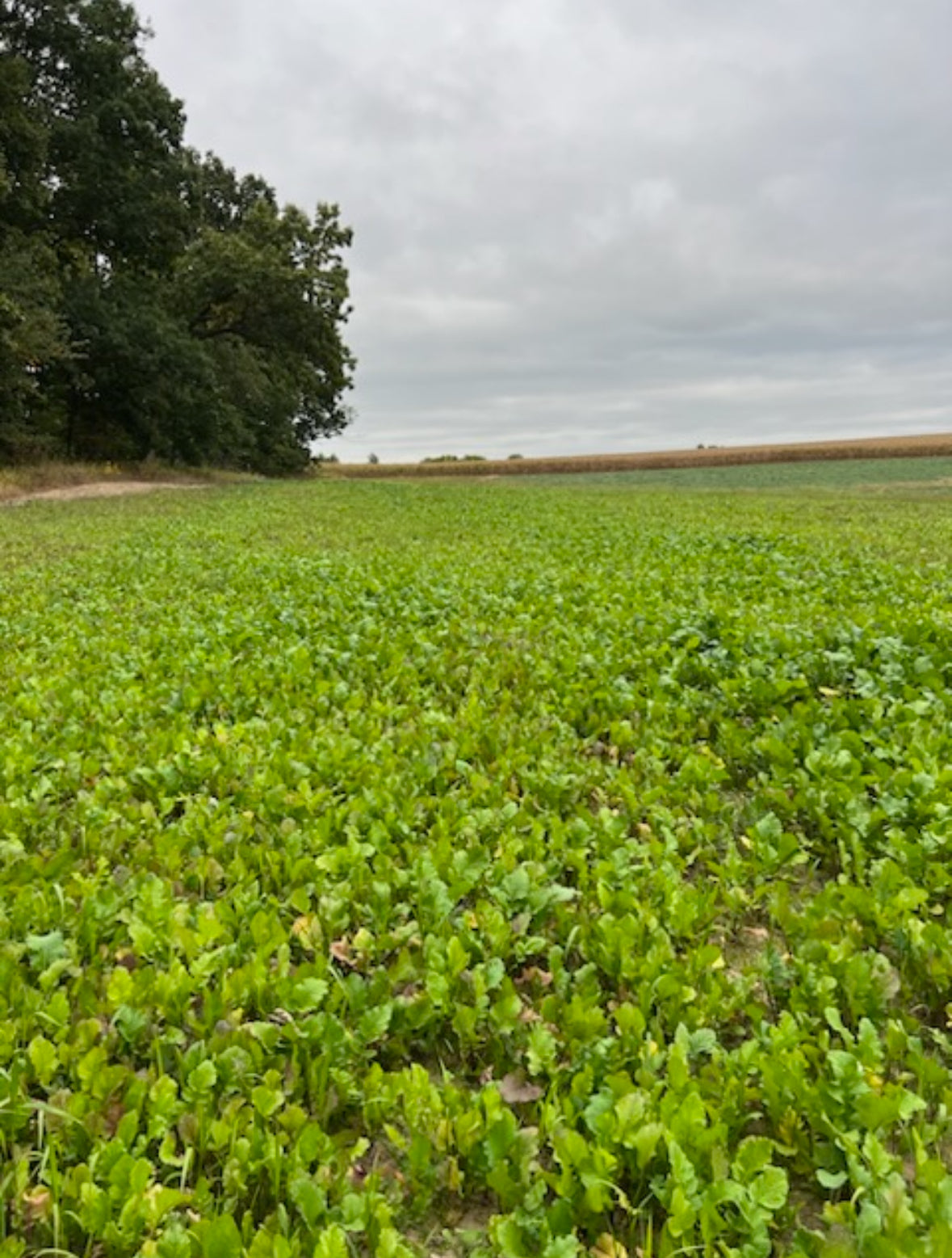 Boss Brew™ Food Plot Seed