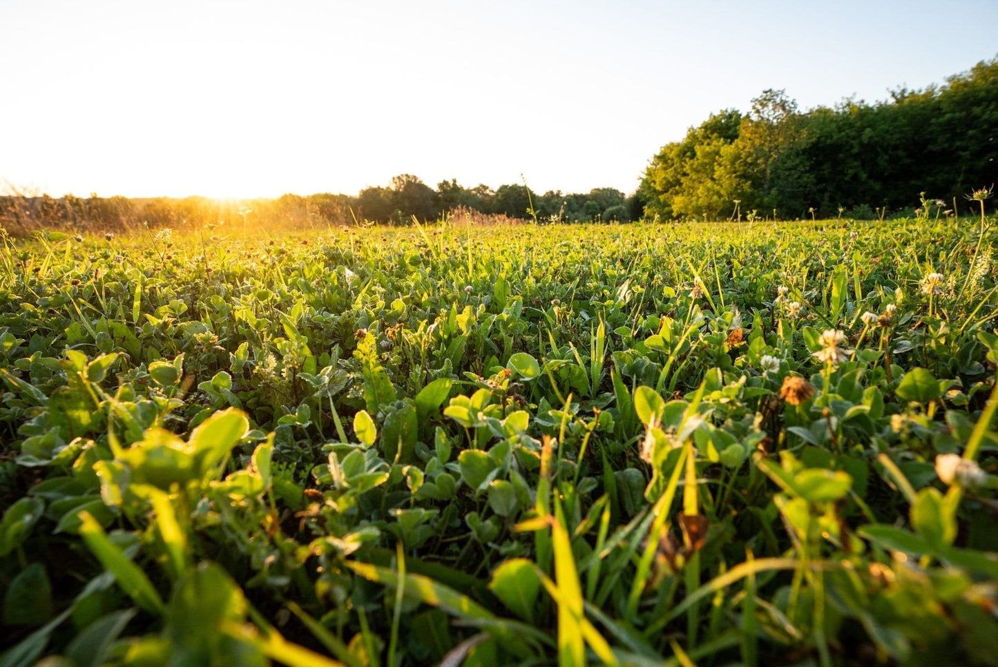 Comeback Kid™ Food Plot Seed