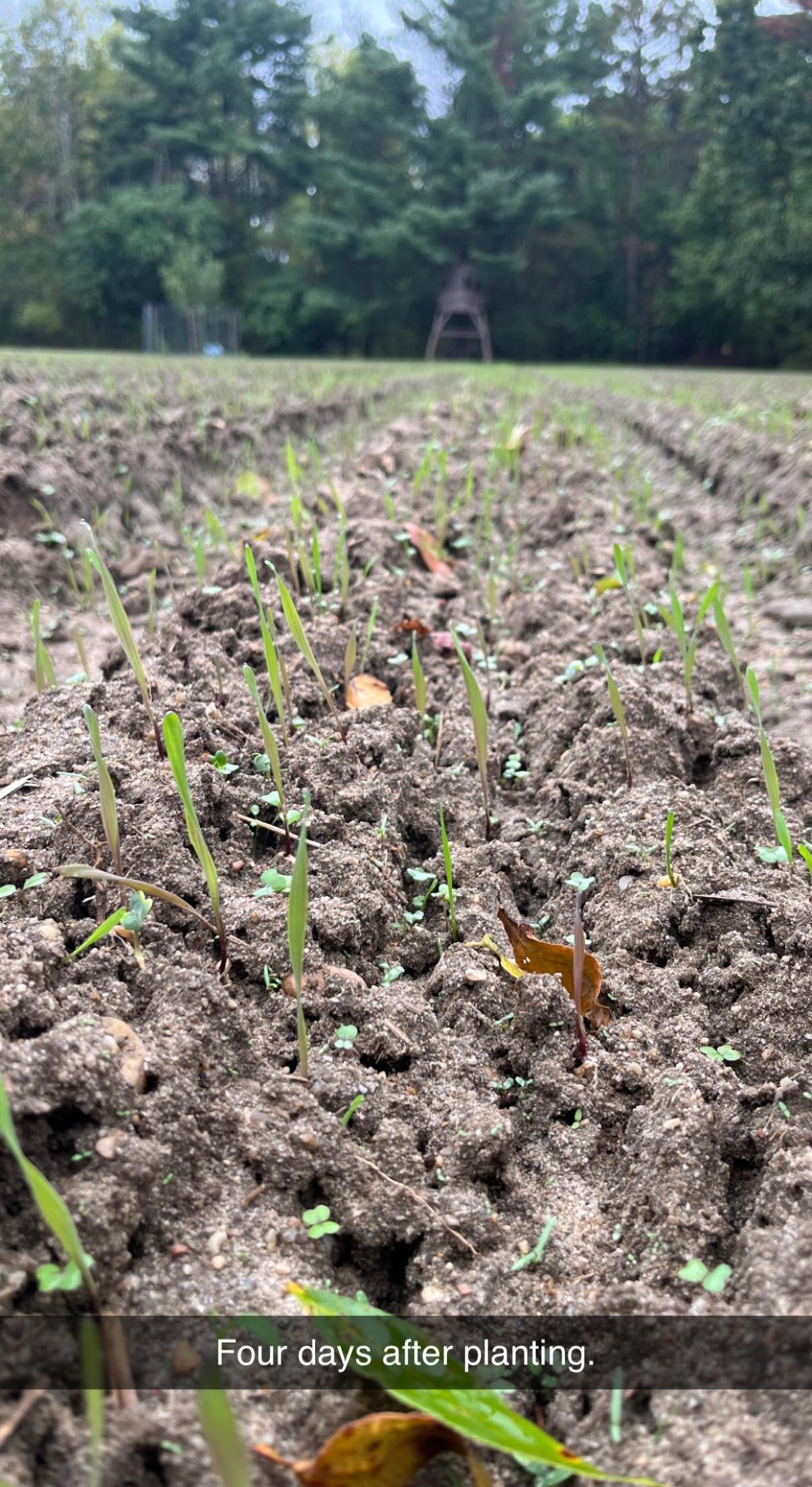 Hall Pass™ Food Plot Seed