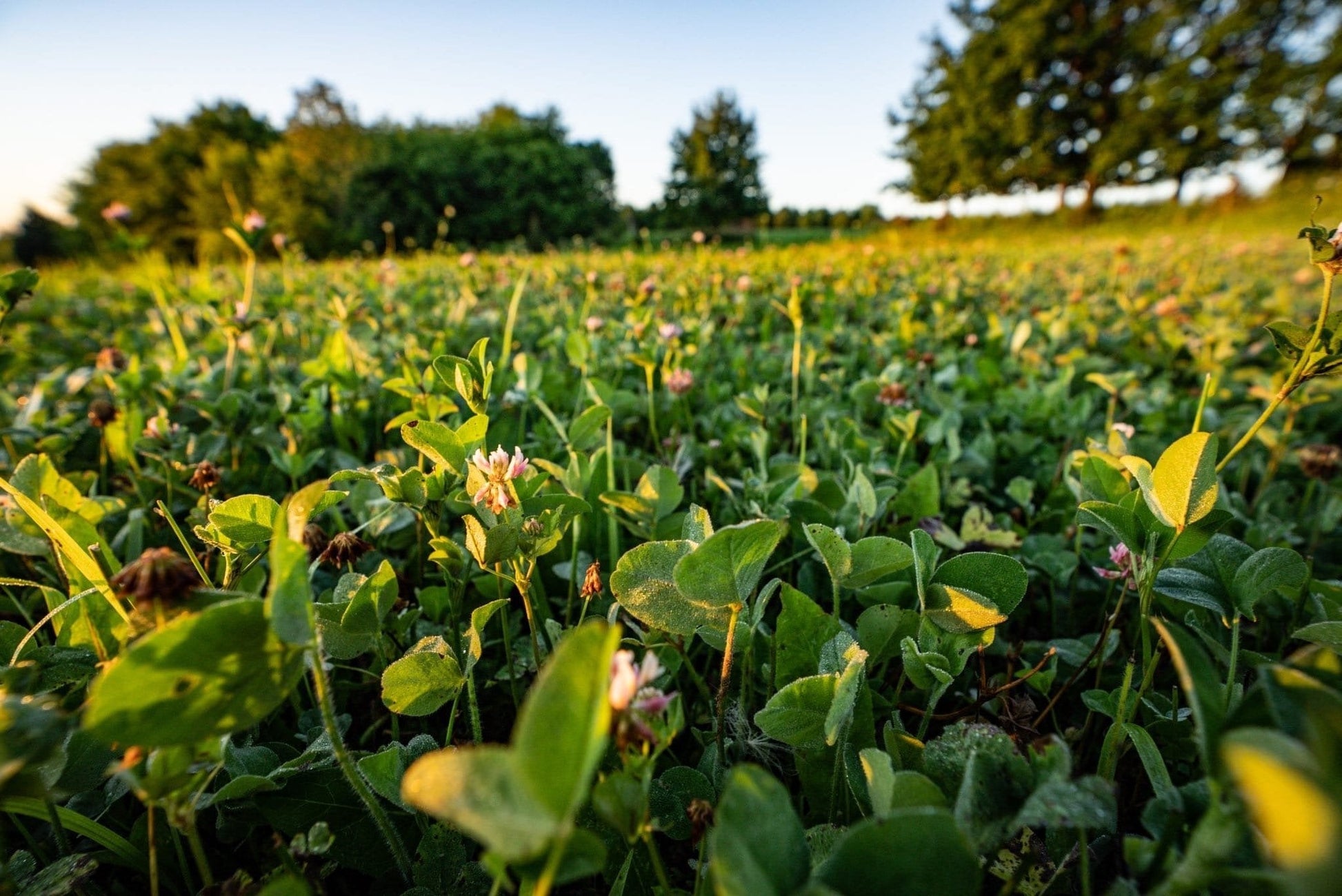 Comeback Kid™ Food Plot Seed