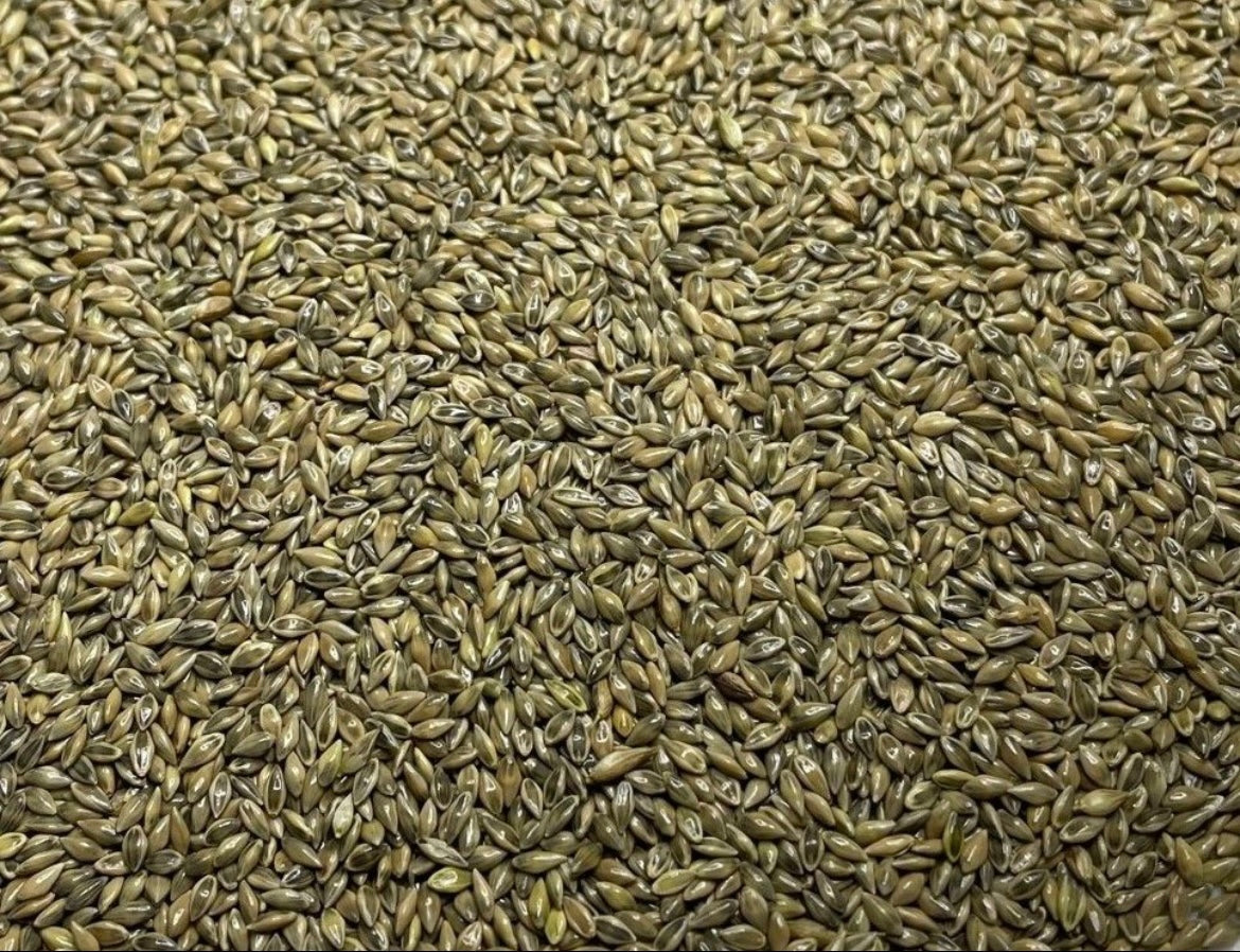 RC Big Rock Switchgrass Food Plot Seed