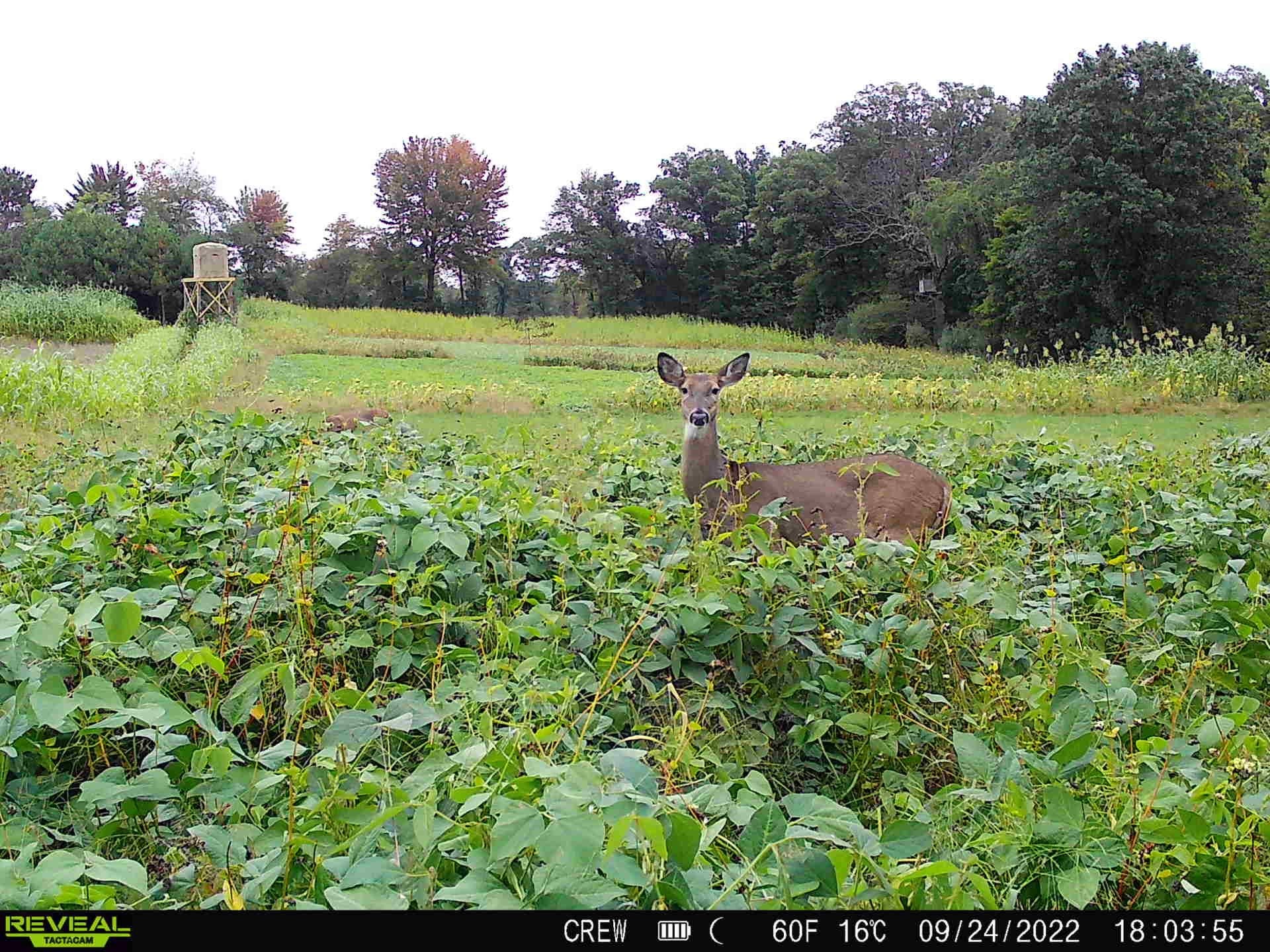 Motherload™ Food Plot Seed