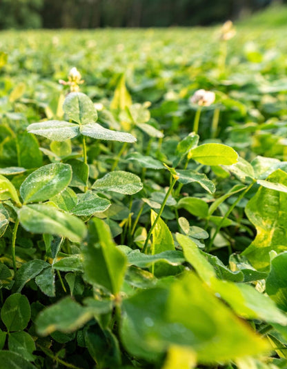 Domain Pounder - Ladino Clover Food Plot Seed