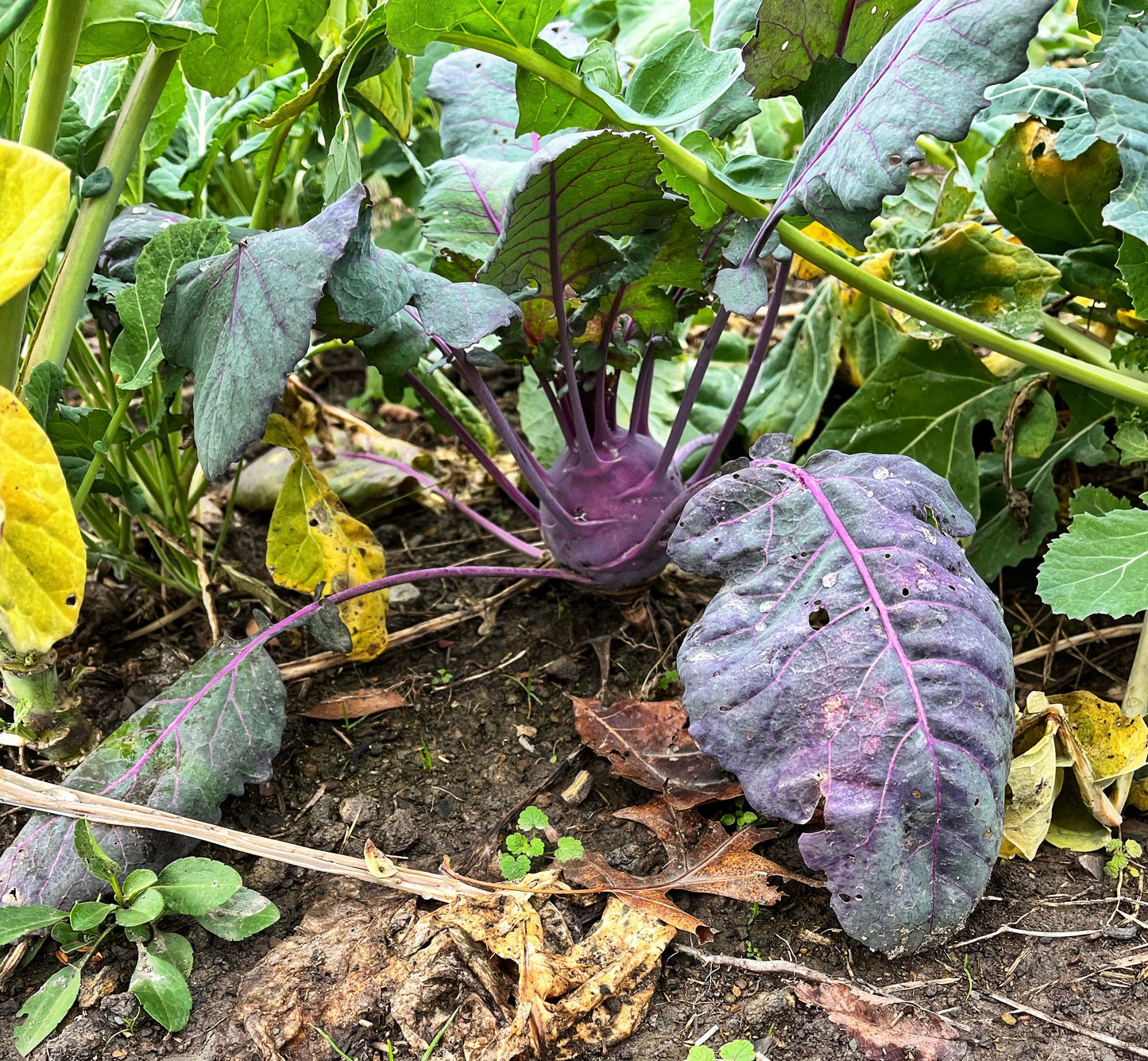Wingman™ Food Plot Seed