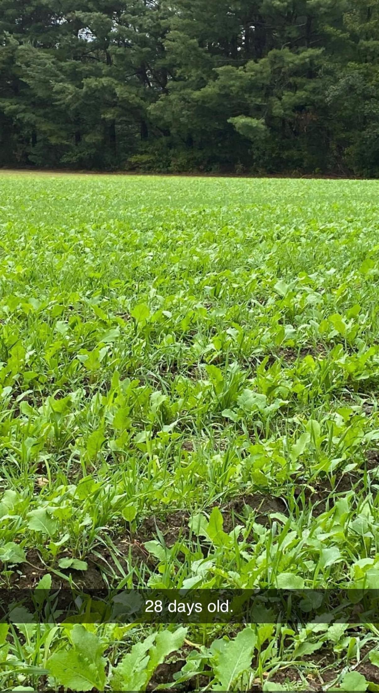 Hall Pass™ Food Plot Seed
