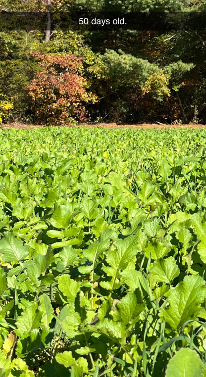 Hall Pass™ Food Plot Seed