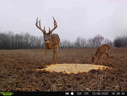 Pre-Game™ Deer Feed