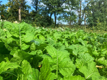 Bombshell™ Food Plot Seed