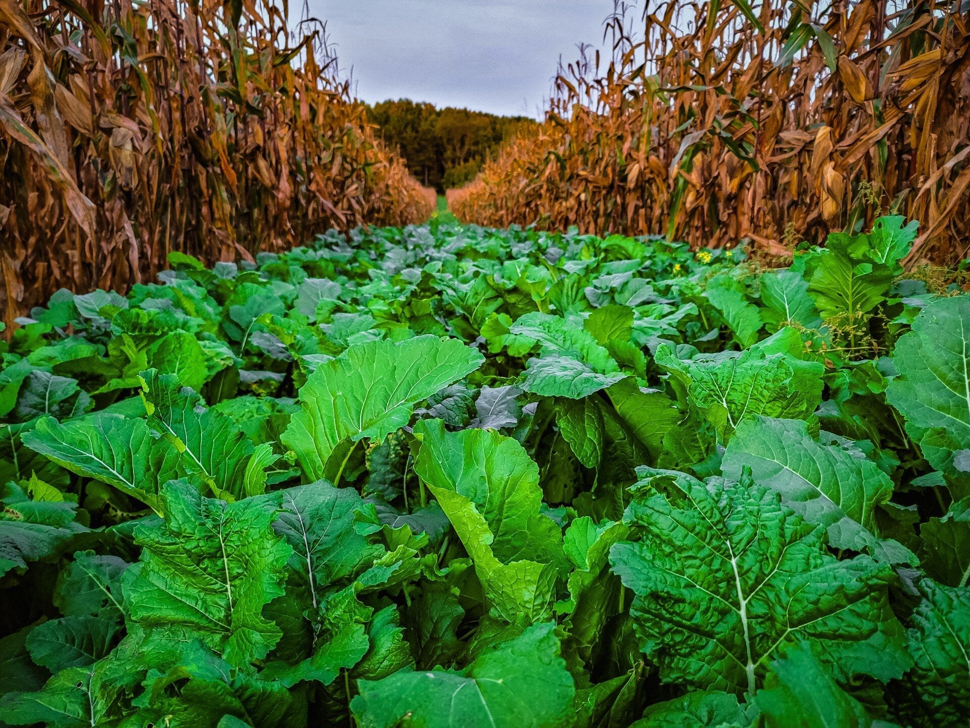 Bombshell™ Food Plot Seed